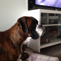 Photo #261324 de Hebene