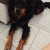 Photo #261330 de Jengo
