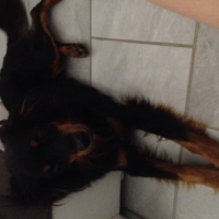 Photo #261331 de Jengo