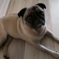 Photo #261381 de BABOU