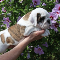 Photo #261398 de leon