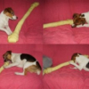 Photo de l'animal n°36385