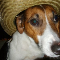 Photo de l'animal n°36385