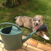 Photo #261638 de Lewis