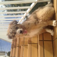 Photo #261639 de Lewis