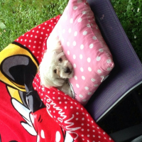Photo #261656 de Coton