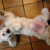 Photo #261657 de Coton