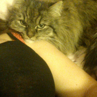 Photo #261662 de Friga