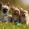 Photo de l'animal n°36444