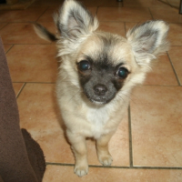 Photo #261699 de HALOWA