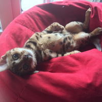 Photo #261707 de Javan