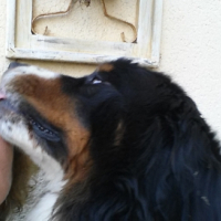 Photo #261720 de Fonzy