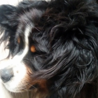 Photo #261724 de Fonzy