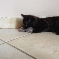 Photo #261774 de Simba