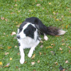 Photo de l'animal n°36491