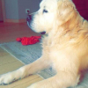 Photo de l'animal n°36504