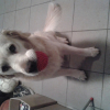 Photo de l'animal n°36504
