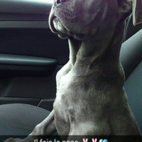 Photo #261894 de Tyson 