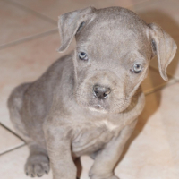 Photo #261895 de Tyson 