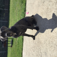 Photo #261903 de Tyson 