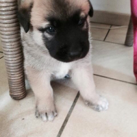 Photo #261908 de Thor