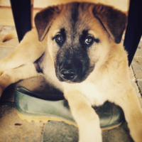 Photo #261914 de Thor