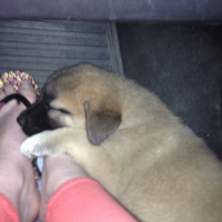 Photo #261917 de Thor