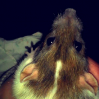Photo #261927 de Lara
