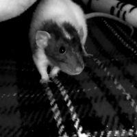 Photo #261929 de Lara