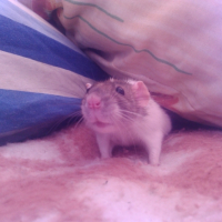 Photo #261931 de Lara
