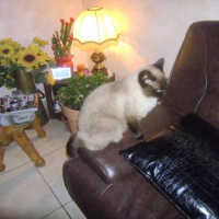Photo de l'animal n°36533