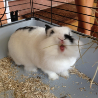 Photo #262004 de HONEY