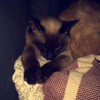 Photo #262034 de Benji