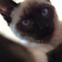 Photo #262039 de Benji