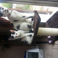 Photo #262050 de Mystik