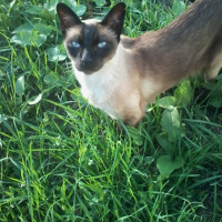 Photo #262078 de Horus 