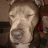 Photo de l'animal n°36622