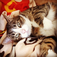 Photo #262090 de Figaro 