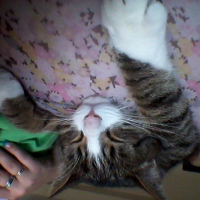 Photo #262091 de Figaro 