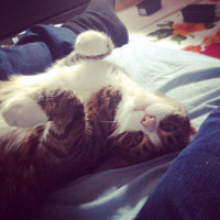 Photo #262092 de Figaro 