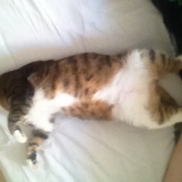 Photo #262093 de Figaro 