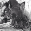 Photo de l'animal n°36629
