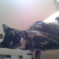 Photo #262099 de Luna 