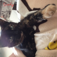 Photo #262100 de Luna 