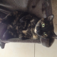 Photo #262101 de Luna 