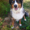 Photo de l'animal n°36632