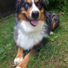 Photo de l'animal n°36632