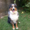 Photo de l'animal n°36632