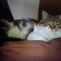 Photo #262113 de Satis