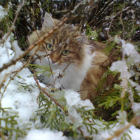 Photo #262114 de Satis